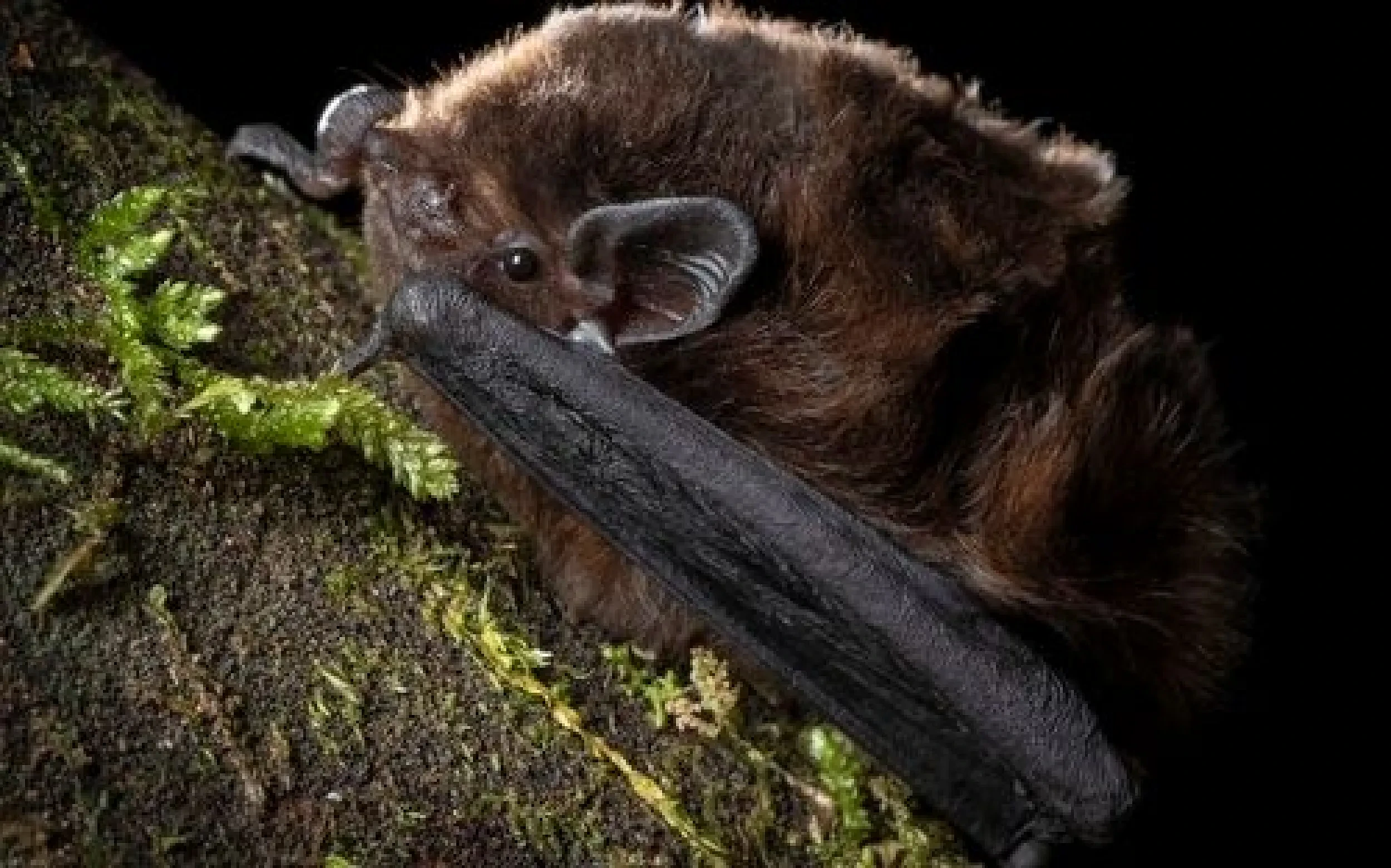 Pekapeka-tou-roa (Long-tailed bat). Credit: Kirsty Myron