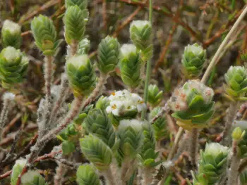 Sand daphne (Pimelea villosa)