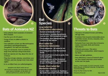 Bats / Pekapeka in Wairarapa brochure page 2